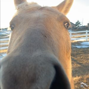 Meet your Posher, Billy